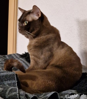 Burma (European) DECKKATER