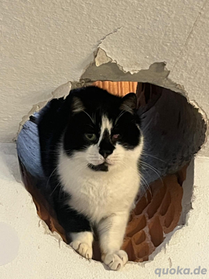 Silvester sucht Kuschelplatz