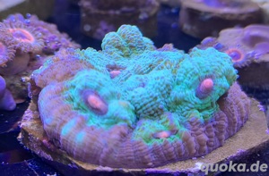 Korallen Ableger Meerwasser Acropora Montipora Stylos etc 