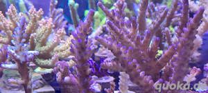 Korallen Ableger Meerwasser Acropora Montipora Stylos etc 