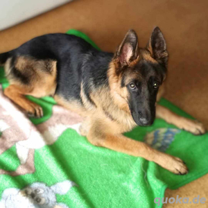 Archie - freundlich und offen 