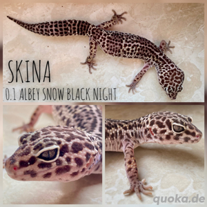 Leopardgecko Weibchen adult proven