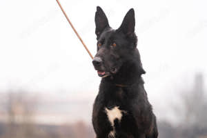 *ERIC* hat eine freundliche, brave und unbekümmerte Art. 