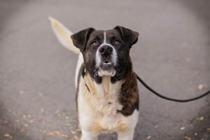 *KODA* ist ein american Akita Mischling und sollte in entsprechend erfahrene Hände. 