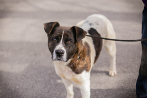 *KODA* Ein lieber, zugänglicher Akita Mix, der mit Eifer lernt und die Menschennähe sehr mag