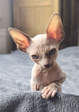 Ein süßes Kanadisches SPHYNX Kätzchen sucht ein neues Zuhause