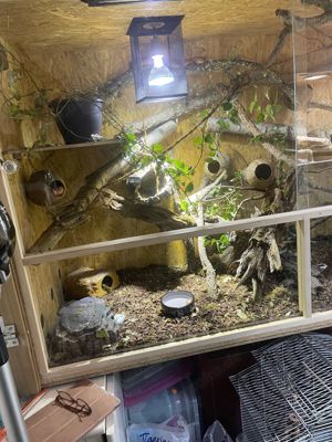 Terrarium mit kornnatter 