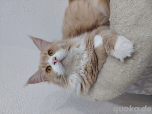 Maine Coon Deckkater