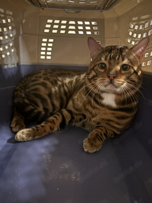 Bengal-Siam-Mix Kitten in Silver, Black und Brown Bild 7