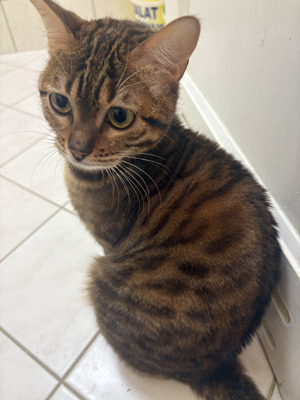 Bengal-Siam-Mix Kitten in Silver, Black und Brown Bild 8