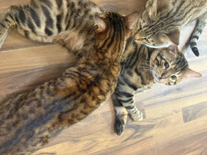 Bengal-Siam-Mix Kitten in Silver, Black und Brown Bild 9