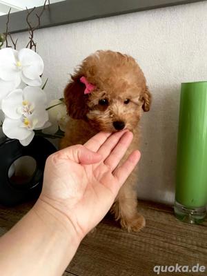 Toy Pudel welpe 