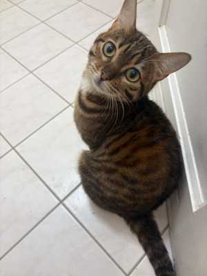 Bengal-Siam-Mix Kitten in Silver, Black und Brown Bild 10