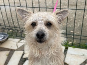 BENJI sucht seine Familie