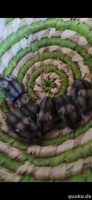 Zwerghamster-Babys 