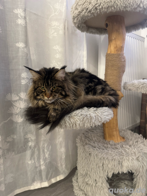  Maine Coon Deckkater  Reinrassig (kein Verkauf) Bild 4