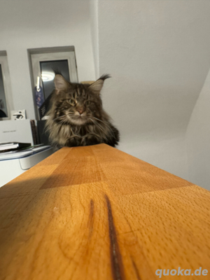  Maine Coon Deckkater  Reinrassig (kein Verkauf) Bild 2