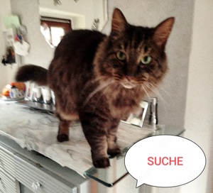 SUCHE Heilige Birma Mix   Langhaar Mix    Ragdoll Mix 