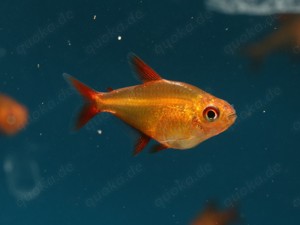 Hyphessobrycon sp. Red Cherry - Muzel Salmler - Zierfische