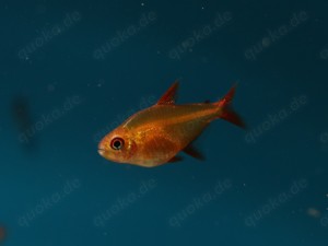 Hyphessobrycon sp. Red Cherry - Muzel Salmler - Aquarium 