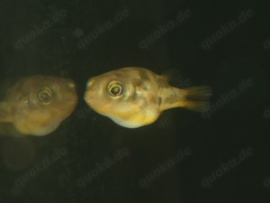 Erbsenkugelfisch - Carinotetraodon travancoricus - Zwerg Kugelfische