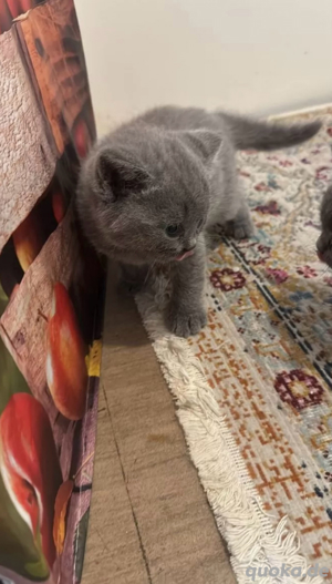 Super süße BKH-Kätzchen zum Verlieben. Bild 5