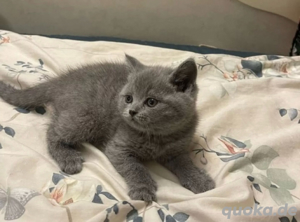 Super süße BKH-Kätzchen zum Verlieben. Bild 3