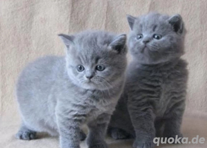 Super süße BKH-Kätzchen zum Verlieben. Bild 4