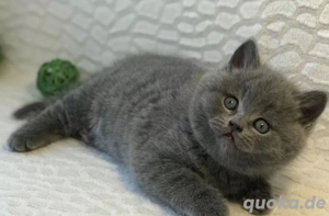 Super süße BKH-Kätzchen zum Verlieben. Bild 2