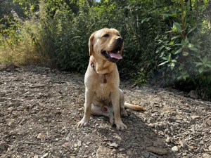 Labrador Deckrüde HD ED frei Stammbaum Papiere, auch künstliche Besamung