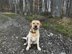 Labrador Deckrüde HD ED frei Stammbaum Papiere, auch künstliche Besamung Bild 3