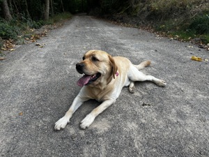 Labrador Deckrüde HD ED frei Stammbaum Papiere, auch künstliche Besamung Bild 5