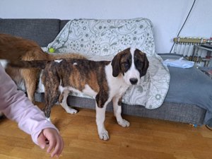 Posavski Gonic Mix Rüde 6Mon 17kg 49cm Ausreise Bundesweit möglich