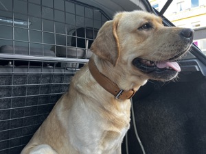Labrador Deckrüde HD ED frei Stammbaum Papiere, auch künstliche Besamung Bild 2