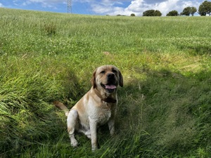 Labrador Deckrüde HD ED frei Stammbaum Papiere, auch künstliche Besamung Bild 4