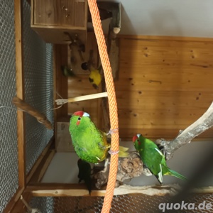 ZP Ziegensittiche abzugeben 