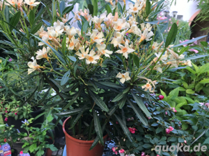 Oleander, Hibiskus, Camelien und Phlox