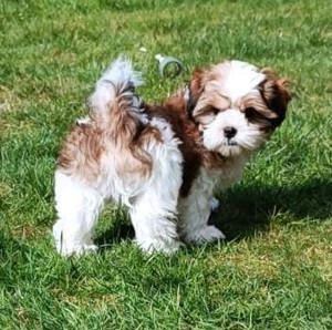 Shih -Tsu & Malteser 