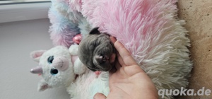American Pocket Bully Welpen  SIGMABULLYS ABKC