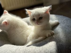 BKH weiss kitten Babykatze