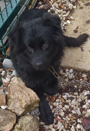 Retriever kroatischer Schäferhund Rüde 5Mon 32cm 12kg 29.3 Ausreise nach Adoption 
