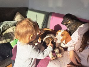 Kroatischer Jagdhund Hündin 2J 50cm 20kg Kinderlieb BUNDESWEITE Ausreise nach Adoption Bild 3