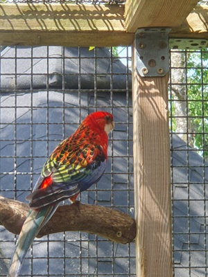 Rosella Henne abzugeben