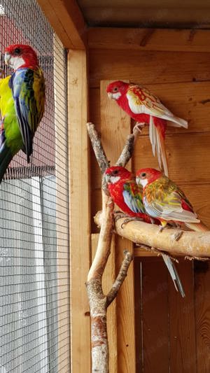 Prachtrosela aus eigener Zucht 