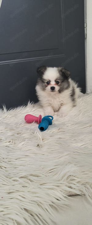 Zwergspitz Pomeranian 