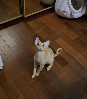 Der kleine, süße Knuffel Bouchee sucht ein liebevolles neues Zuhause! Bild 9