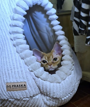Der kleine, süße Knuffel Bouchee sucht ein liebevolles neues Zuhause! Bild 2