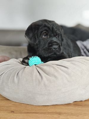 Shar Poo Doodle Welpen Pudel und Shar Pei