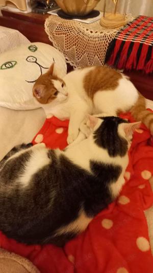 verspielte und verschmuste junge Katze Molly sucht ein schönes Zuhause mit Artgenossen Bild 7