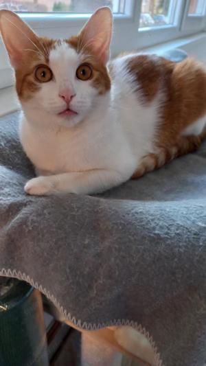 verspielte und verschmuste junge Katze Molly sucht ein schönes Zuhause mit Artgenossen Bild 5
